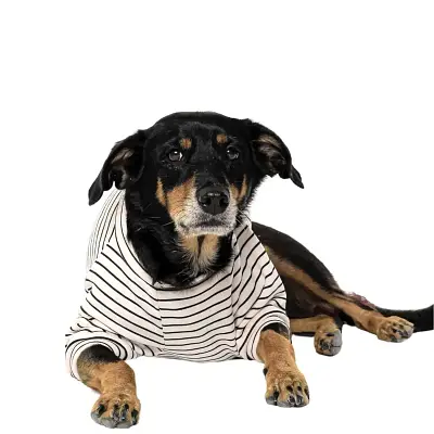 Casaco Toy para Cães e Gatos Emporium Distripet Offwhite